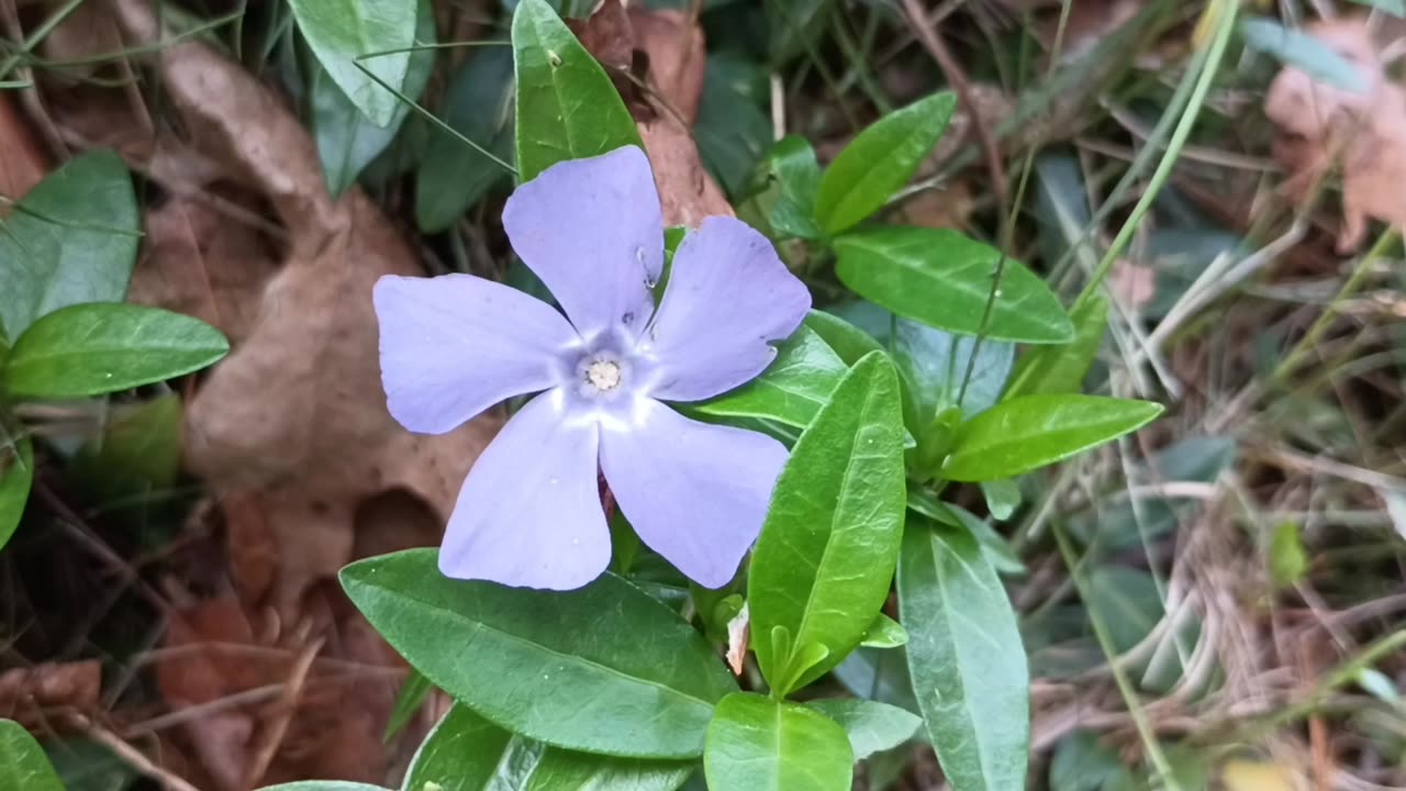 Periwinkle