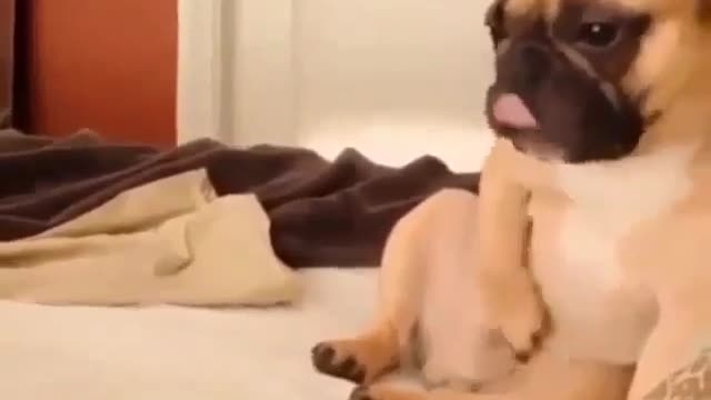 Masturbating dog, that kills me