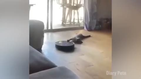 Funny cat video