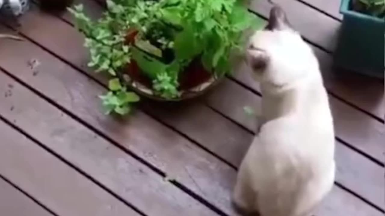 Funny and Cute Cats Videos #39