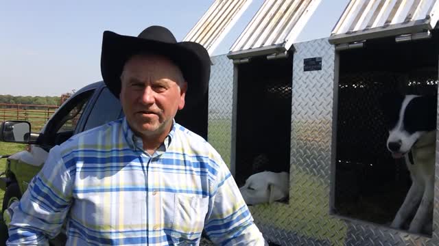 Training Cattle Dogs