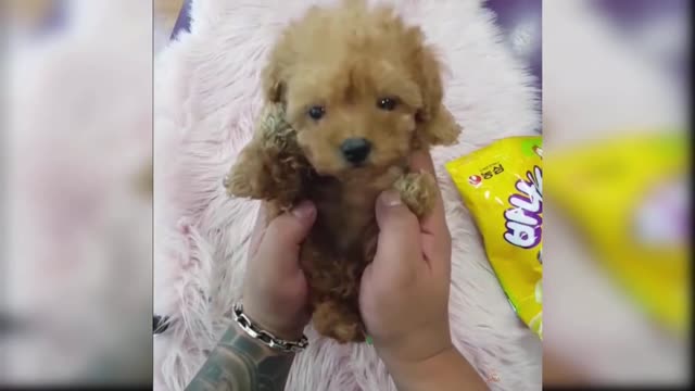 Cute dogs | cute animals | cute puppies