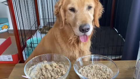 Beautiful and smart dog
