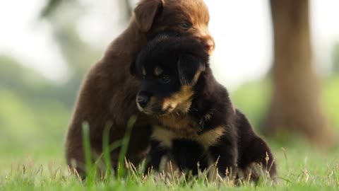 Puppies Playing In The Park