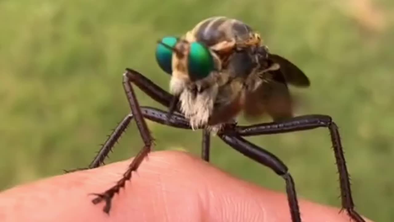 MOSQUITOES IN OKLAHOMA ~HEAVY ASSAULT MOSQUITOES