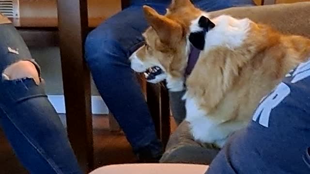 Corgi and his friends