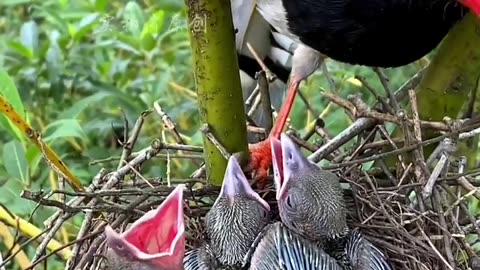 Bird_eating the food child___