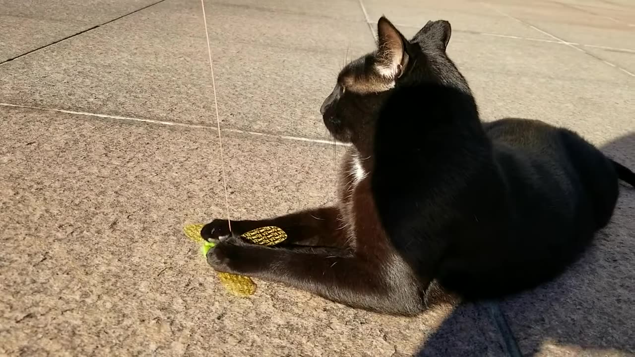 20240416 081010 Tux Playing with Flying Bug Toy