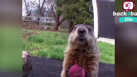 Funny Animals Video