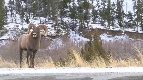 Ram fighting / Bighorn Head Butting