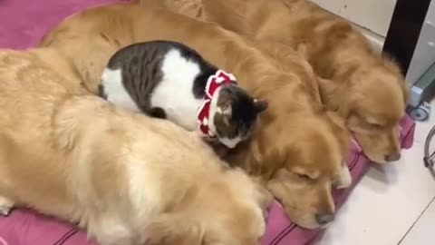 Dog and cat love together ..