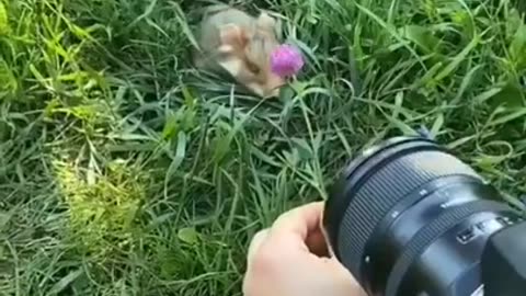 Have You Ever Seen A Wild Hamster #shorts #viral #shortsvideo #video