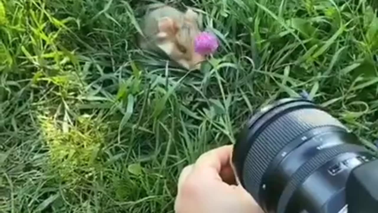 Have You Ever Seen A Wild Hamster #shorts #viral #shortsvideo #video
