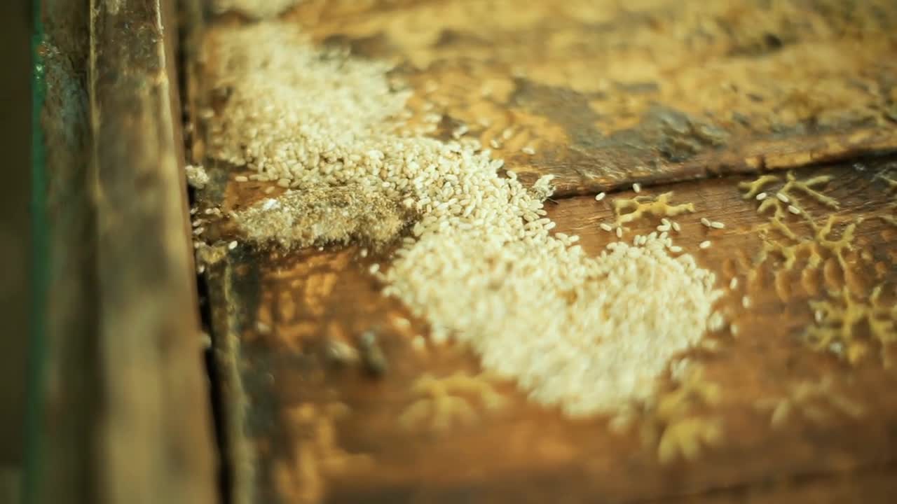 Ant larvae on a bee hive