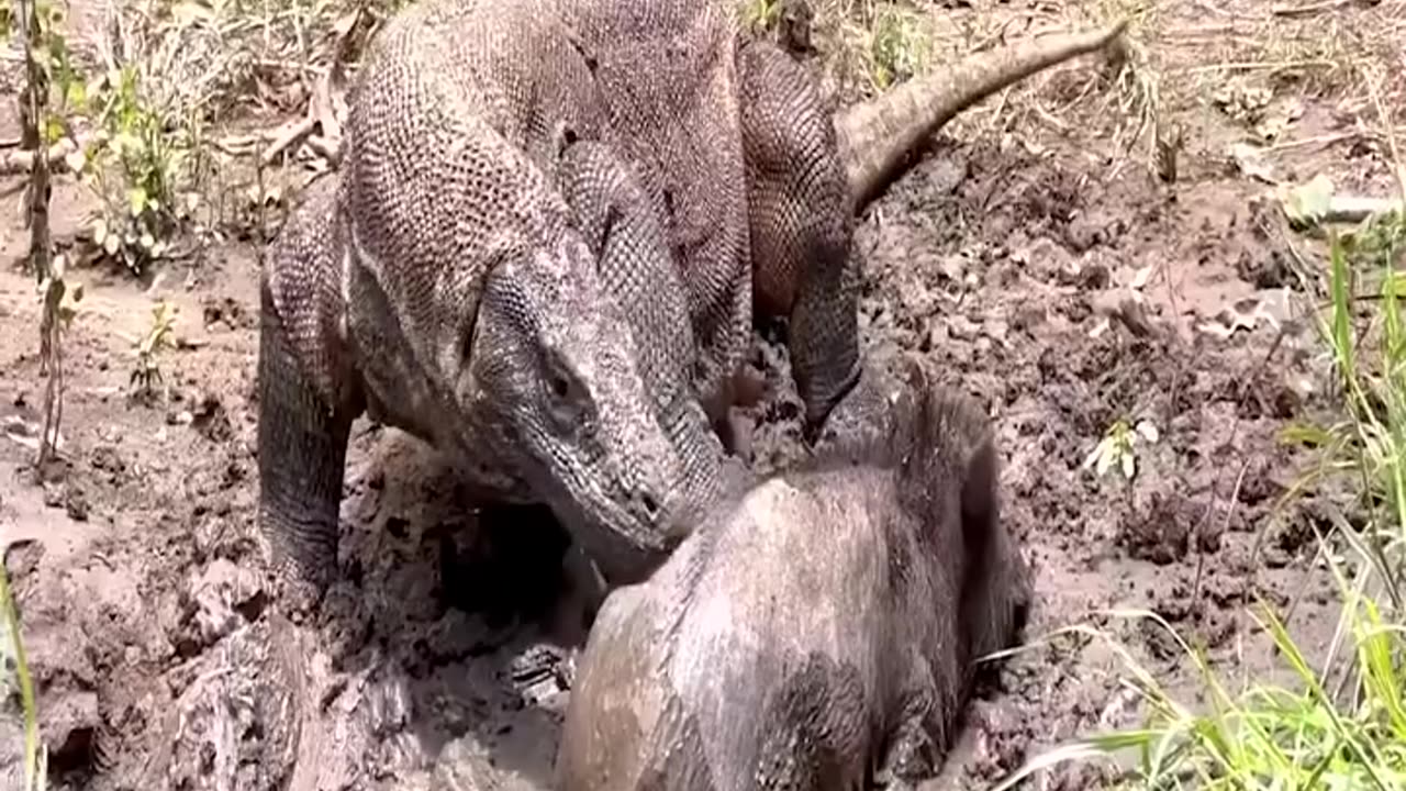 Komodo dragon hunting pig