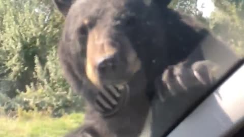 Bear Crawls on Unsuspecting Car