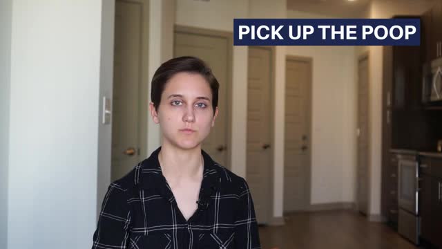Tips for having a dog in an apartment - Advice