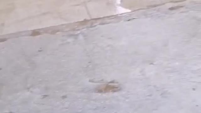 Angry dog with bucket after his owner put it on him