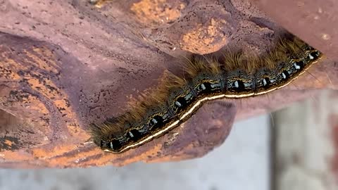 Amazing Detail of Beautiful Caterpillar