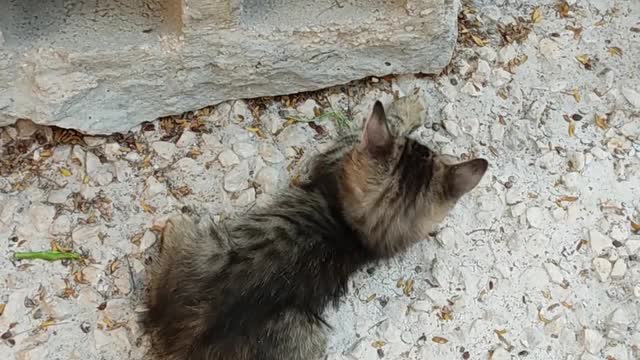 Cute Cats playing with each other