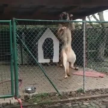 The dog tries to climb up