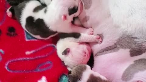 The mother dog is feeding her newborn baby