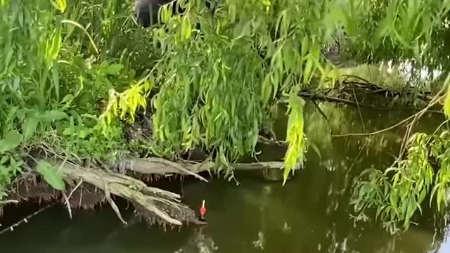 No Luck here.