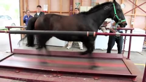 Horse in the treadmill