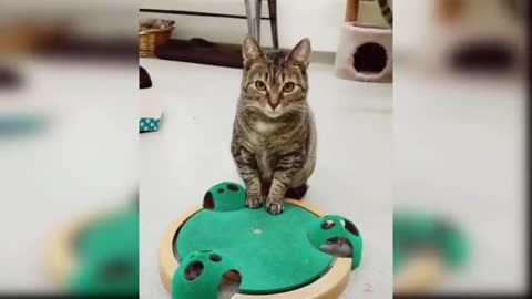 Cat playing with toys