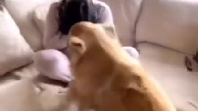 Prank with the dog