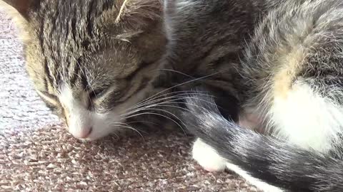 Kitten Sleeps on the Carpet