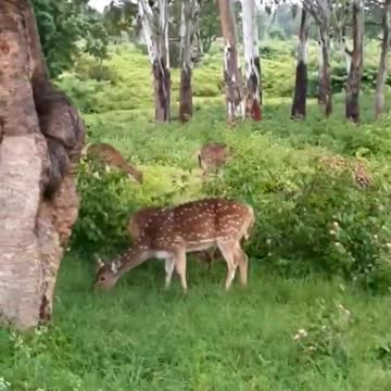 #shorts | Bandipur Forest | #wildlife #jungle #Safari #bandipurtigerreserve #karnatakatourism