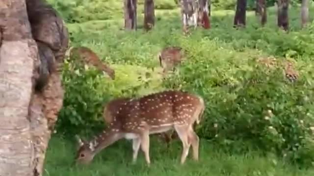 #shorts | Bandipur Forest | #wildlife #jungle #Safari #bandipurtigerreserve #karnatakatourism