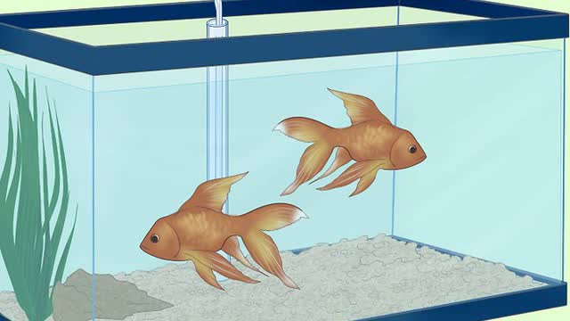 Treat Fungal Infections in Fish