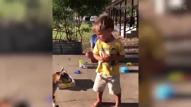 TRY NOT TO LAUGH - Animal Edition