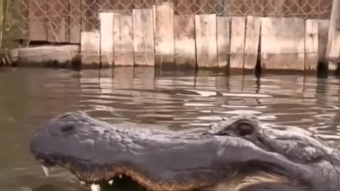 Elvis the Alligator crushes Whole Watermelon! #shorts #gator