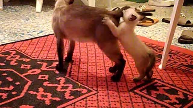 Cat playing with cat