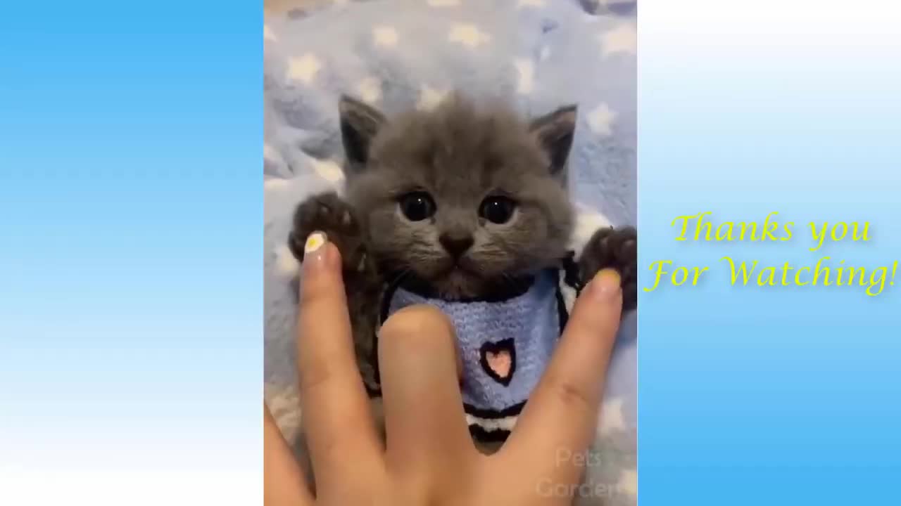 Funny Videos - Funny Cute Cat