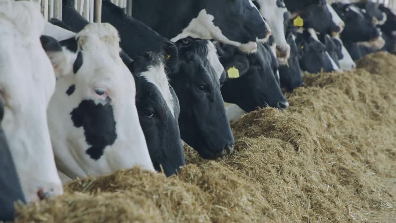 Cows eating Silage in a large dairy farm, milk production