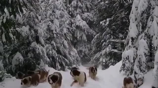 Dogs Vs snow | big dogs playing in snow | myth relax