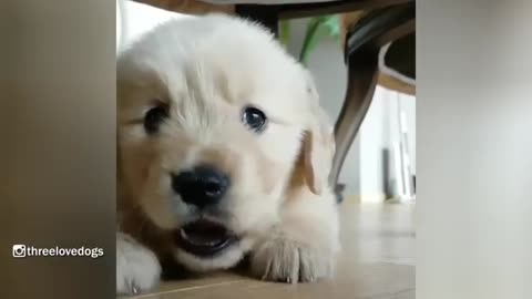 Little Potato Golden Puppy Waiting For Dinner