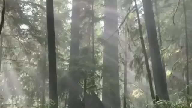 A forest in sri lanka