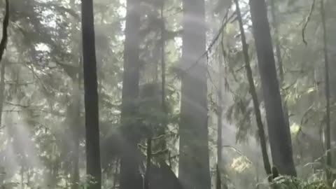 A forest in sri lanka