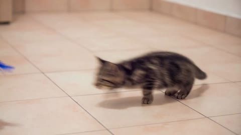 Cat slowly moving praying on a target