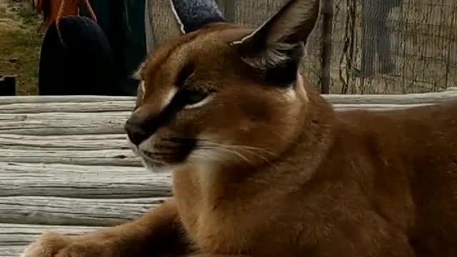 Cool animals, beautiful lynx