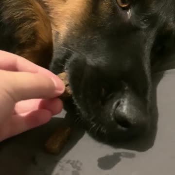 Exhausted pup way too tired to care about treats