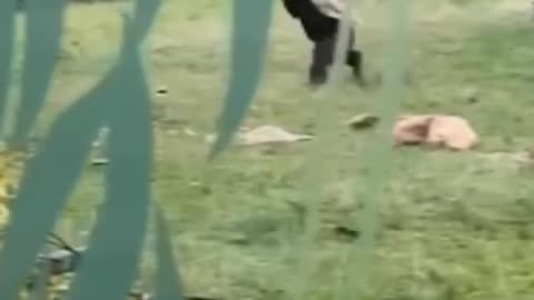 Funny gorlia escape 🤣