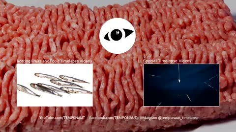 Time Lapse OF Minced Meat