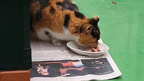 a street cat at a meal