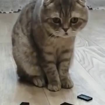 Funniest cats compilation